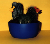 Kaktus-Pflanzen verschenken